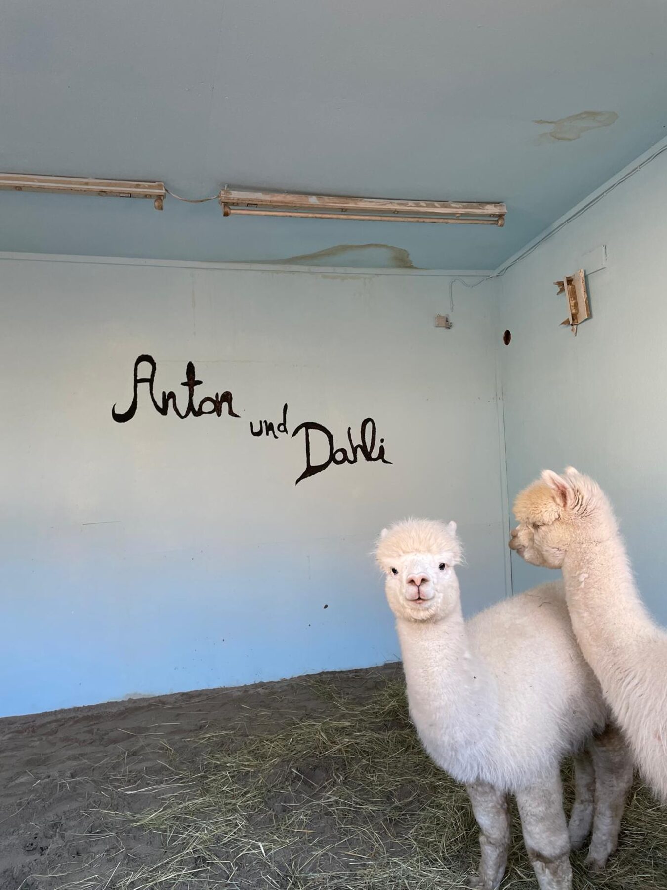 Die Alpakas Anton und Dahli
