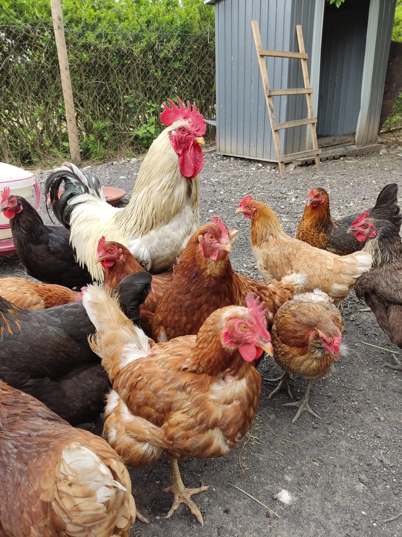 Große Gruppe Hühner mit weißem Hahn