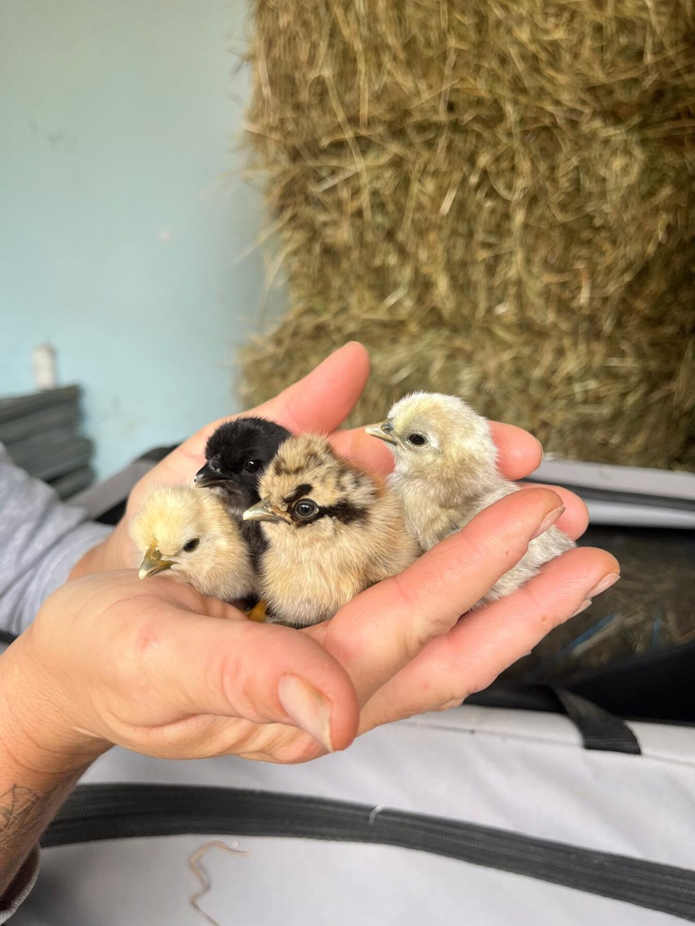Vier kleine Küken in einer Hand