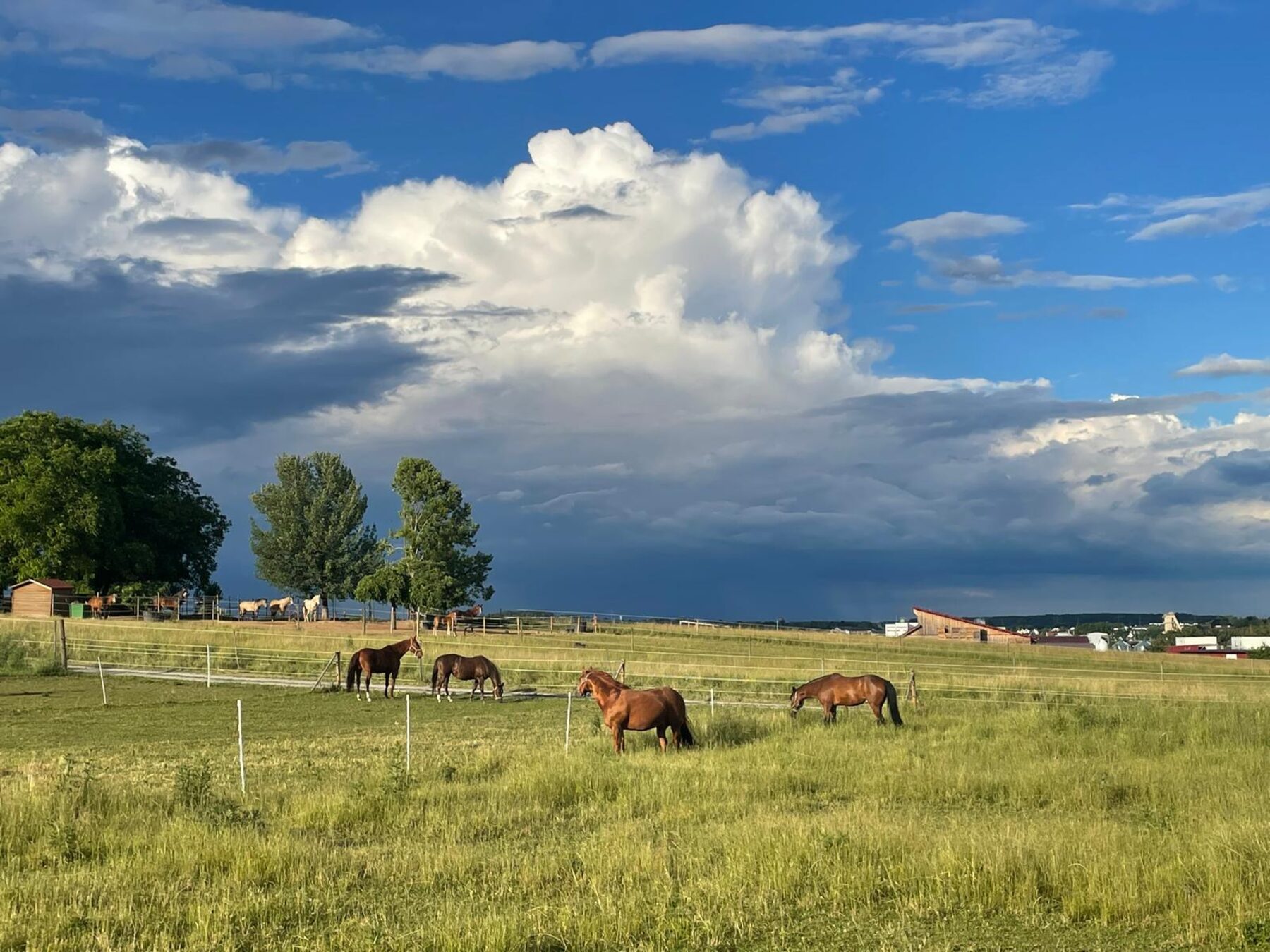 Pferde auf der Weide der Wannenhöfe unter dramatischem Wolkenhimmel
