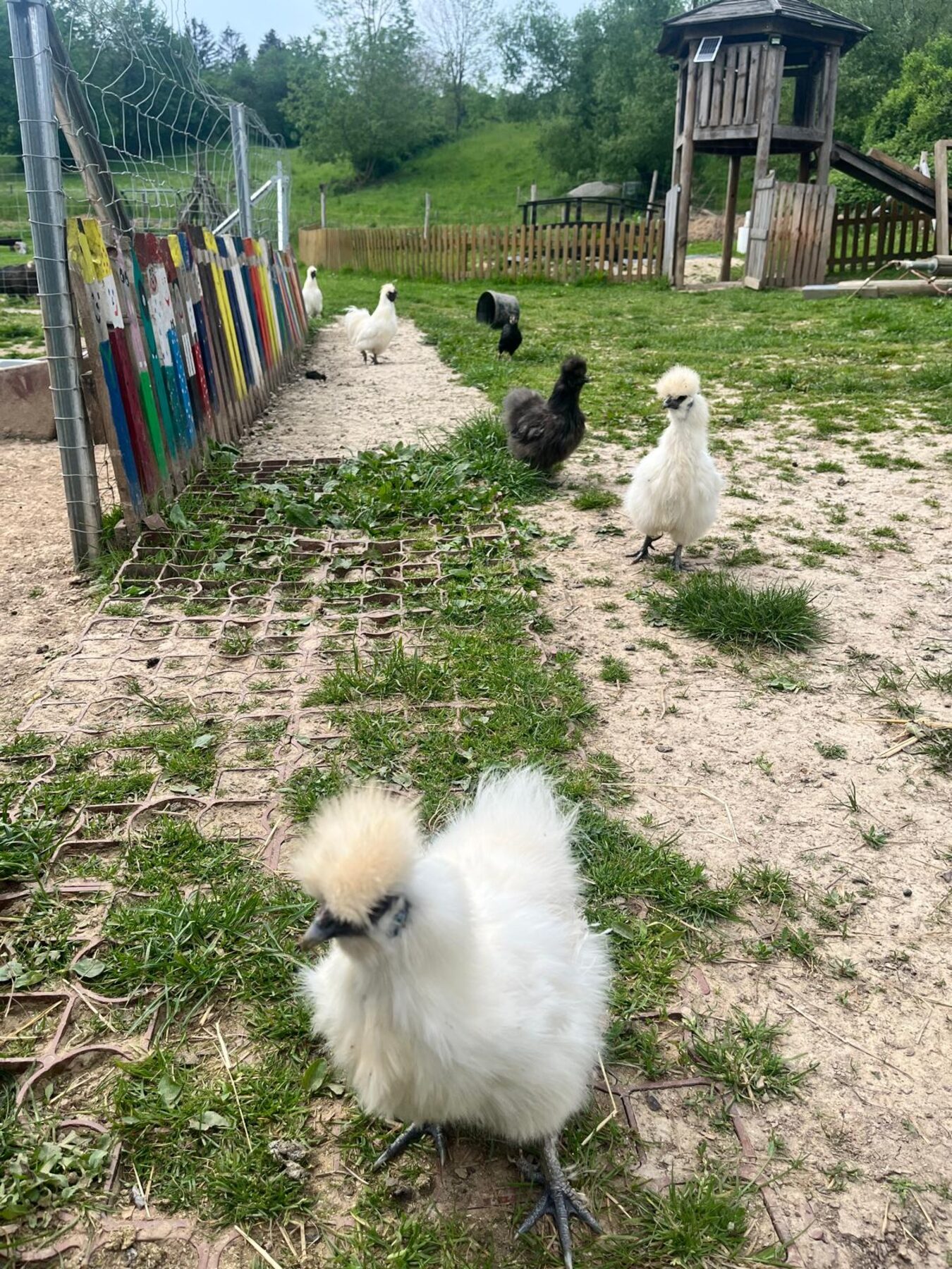 Flauschige weiße Seidenhühner