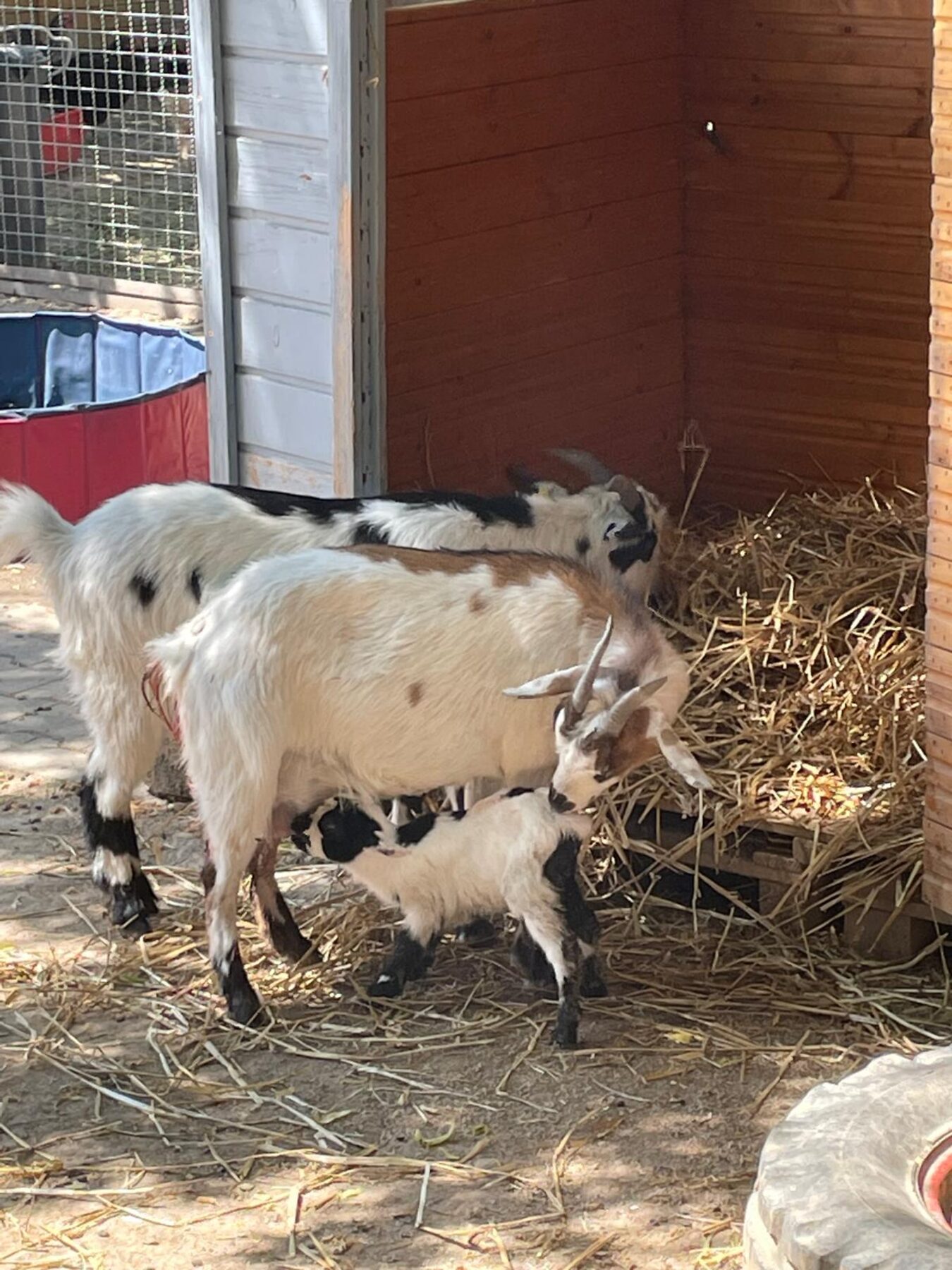 Ziege mit Kitz im Stall